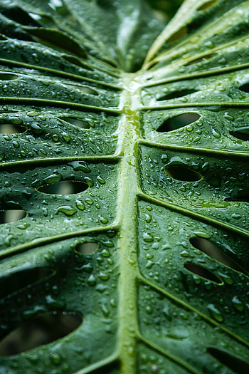 Water, Drops, Macro, Sheet, Leaf, Monstera HD phone wallpaper