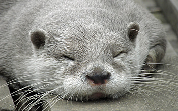 Sleeping otter serenity, Peaceful slumber, Dreaming in tranquility, Relaxing choice HD wallpaper