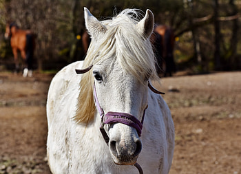 White, horse, muzzle HD wallpaper
