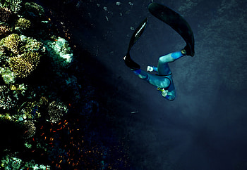 Coral reef, diving HD wallpaper