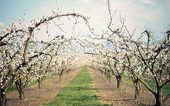 Nature, Bloom, Flowering, Garden, Spring, Track, Apple Trees HD wallpaper