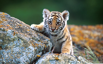 best ideas about Chicago cubs on Pinterest Cubs HD wallpaper