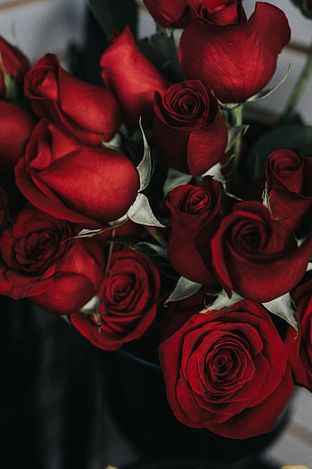 Flowers, Roses, Petals, Bouquet HD phone wallpaper