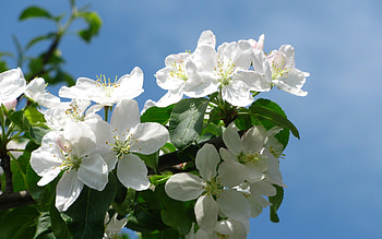 Plants, Flowers HD wallpaper