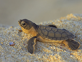 Sea, Animals, Stones, Small, Petite, Turtle, Bug, Pebbles, Marine HD wallpaper
