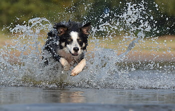 Energetic border collie splashes through water in a vivid action shot capturing motion and joy. HD wallpaper