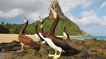 Seabirds, Brown booby, Fernando de Noronha, Brazil HD wallpaper