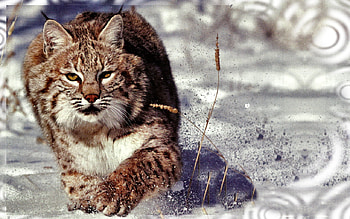 Bobcat, winter, animal, graphy, tim christie, feline, wide screen, wildlife, christie, snow HD wallpaper