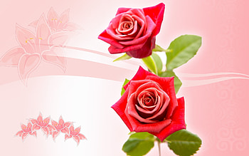 Plants, Flowers, Background, Roses HD wallpaper
