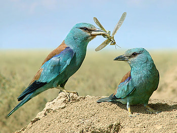 woult you like take dinner with me, compart, dinner, libellula, blue birds HD wallpaper