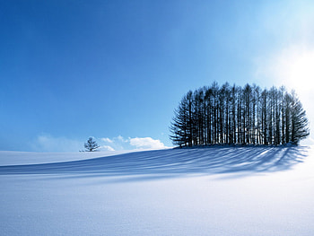 Winter season, holiday, christmas, december, new year, tree HD wallpaper