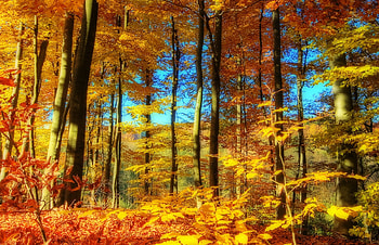 autumn beauty, blue, autumn, sky, orange, forest HD wallpaper