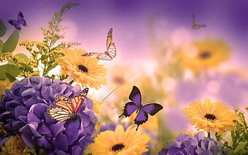 Floral card, Purple background, Butterflies, Daisies, Yellow daisies HD wallpaper