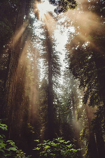 Nature, Trees, Rays, Beams, Forest, Fog, Sunlight HD phone wallpaper