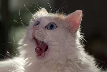 Animals, Cat, Fluffy, Muzzle, Language, Tongue, Astonishment, Surprise HD wallpaper