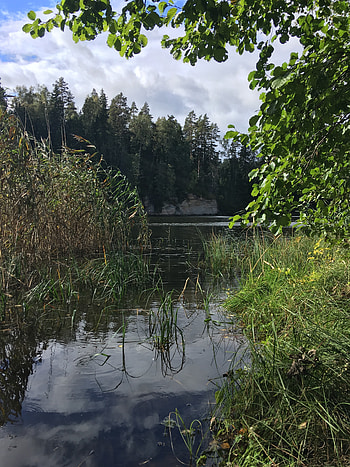 Nature, Rivers, Trees, Grass, Forest HD phone wallpaper