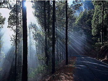 Misty rays, mist, green, trees, sun rays, walkway HD wallpaper