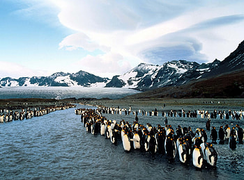Animals, Pinguins, Mountains, Flock, North, Colony HD wallpaper