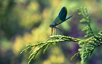Plant, Macro, Branches, Insect HD wallpaper