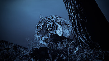 Tiger, outdoor, predator, night HD wallpaper