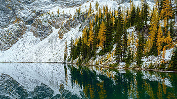 Golden Larches in the North Cascades, Washington, water, snow, reflections, usa, trees HD wallpaper