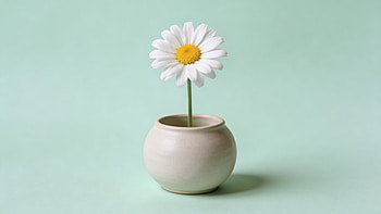 Daisy in Stillness — Minimalist Spring ( ), Flower, Vase HD wallpaper