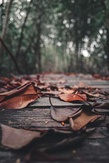 Nature, Autumn, Leaves, Wood, Wooden, Foliage, Planks, Board HD phone wallpaper