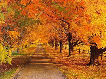 The Colored Road, trees, autumn, road, leaves HD wallpaper