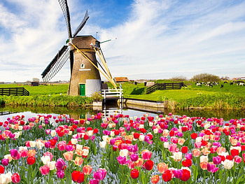 tulips, sky, nature, flowers HD wallpaper