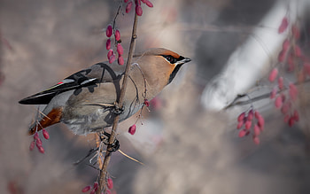 Waxwing, branch, animal, bird HD wallpaper
