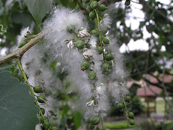 Eastern cottonwood, Purdue Fort Wayne, Tree care, Maintaining health HD wallpaper
