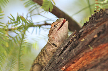 Animals, Branch, Lizard, Reptile, Bark HD wallpaper