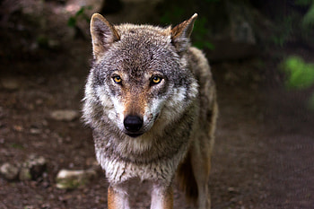 Animals, Dog, Muzzle, Predator, Wolf, Sight, Opinion HD wallpaper