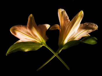 Flowers, Lilies, Couple, Pair, Black Background, Crossing, Intersection HD wallpaper
