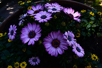 Flowers, Flowering, Flower Bed, Flowerbed, Blooming, Osteospermum HD wallpaper