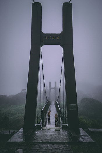 Nature, Dogs, Fog, Bridge, Overcast, Mainly Cloudy HD phone wallpaper