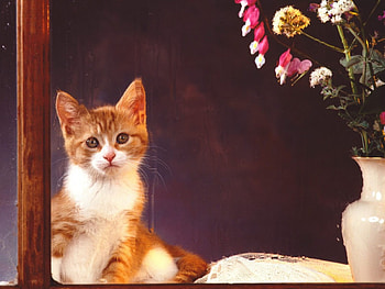 ≡ Sweey Little Fellow ≡, sweet, white, cat, ginger, little, tender, animals, love, fellow, flowers, friend, look, forever HD wallpaper