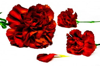 Carnations, flowers, red HD wallpaper