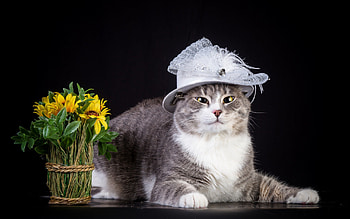 *** Cat with flowers ***, animal, animals, flower, cats, cat HD wallpaper