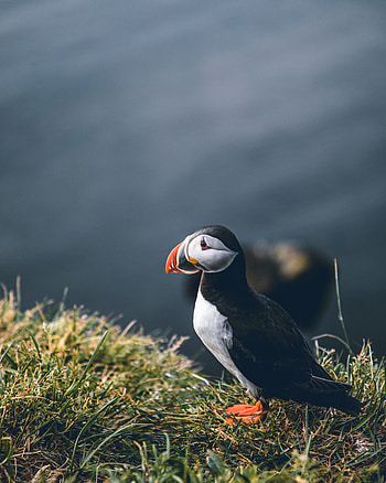 Animals, Grass, Shore, Bank, Bird, Wildlife, Dead End, Cul-De-Sac HD phone wallpaper