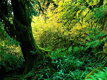 Nature, Wood, Tree, Moss, Jungle HD wallpaper