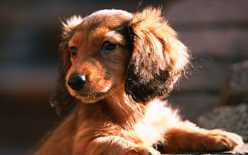 Animals, To Lie Down, Lie, Muzzle, Puppy, Ears HD wallpaper