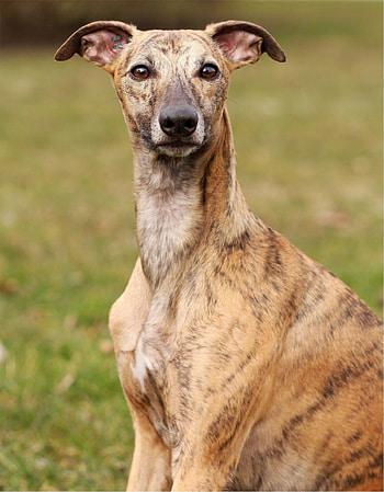 Whippet, Stock , Public domain, Gorgeous and elegant HD phone wallpaper