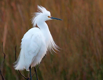 Big White Bird, white, big, bird, , beautiful HD wallpaper