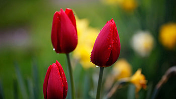 Flowers, Tulips, Drops, Bud HD wallpaper