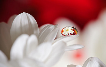 Christmas Dew Drops, holiday, Christmas, flower, drops, nature, dew, droplets HD wallpaper