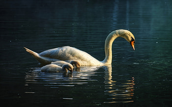 Mute Swans, animal, swan, mute, bird HD wallpaper