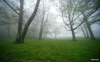 Dream !!!, fog, forest HD wallpaper