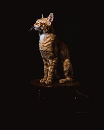 A golden tabby cat sits elegantly on a wooden stool against a dark background. HD phone wallpaper