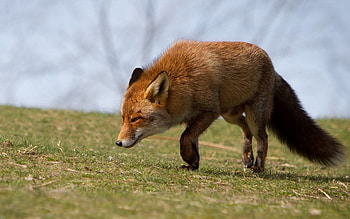 Animals, Grass, Fox, Fright, Run HD wallpaper